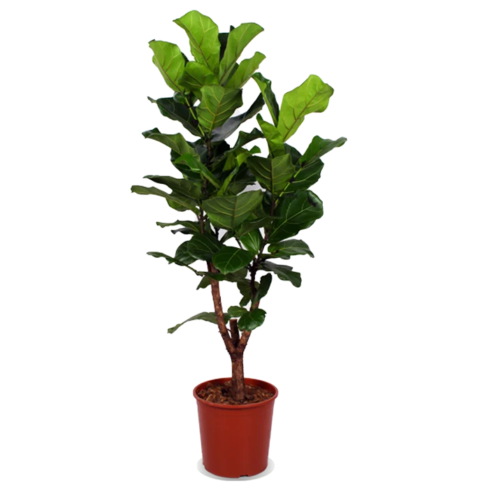 Ficus lyrata verzweigter Stamm (Geigenfeige) (L)