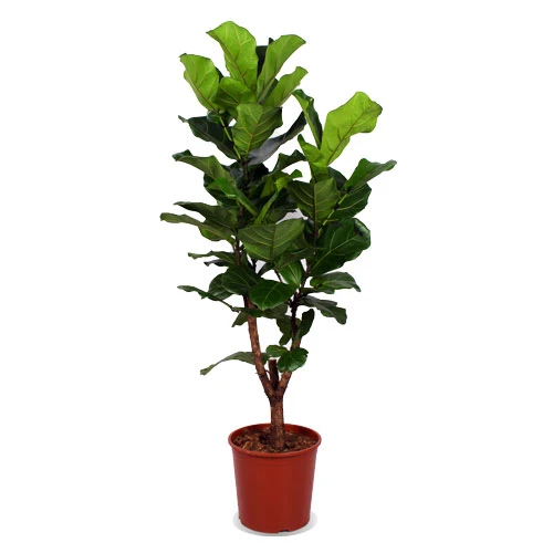 Ficus lyrata verzweigter Stamm (Geigenfeige) (L)