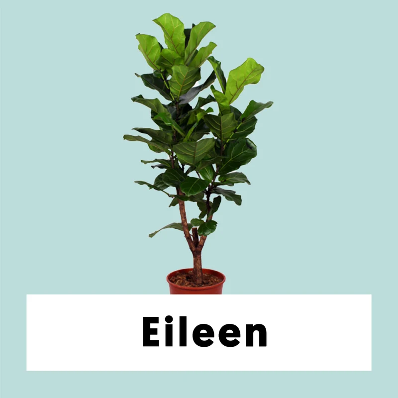 Ficus lyrata verzweigter Stamm (Geigenfeige) (L)