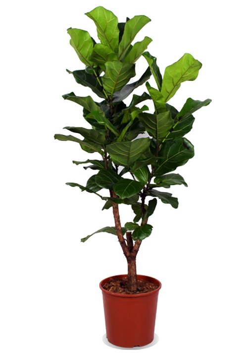 Ficus lyrata verzweigter Stamm (Geigenfeige) (L)