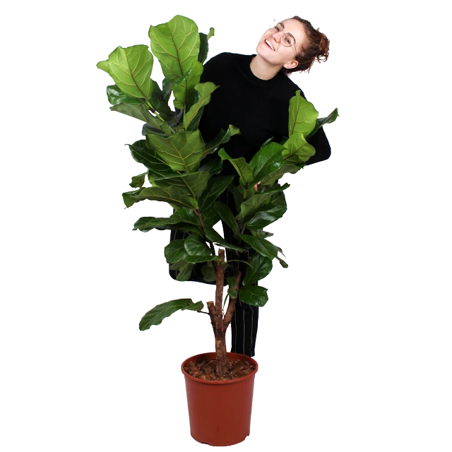 Ficus lyrata verzweigter Stamm (Geigenfeige) (L)