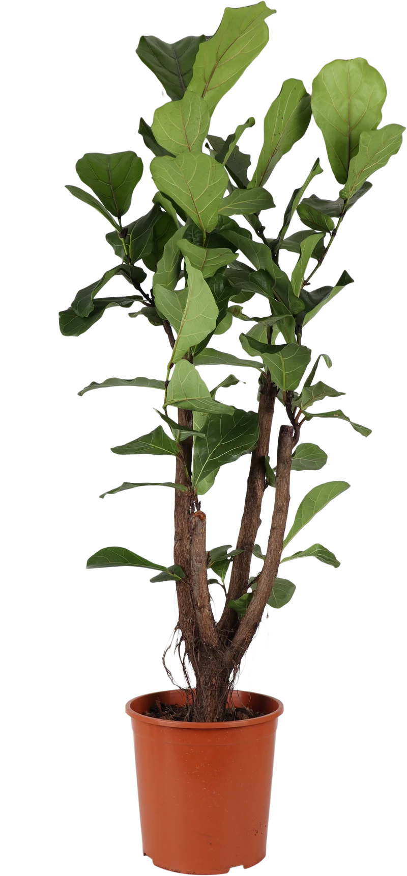 Ficus lyrata verzweigter Stamm (Geigenfeige) (L)