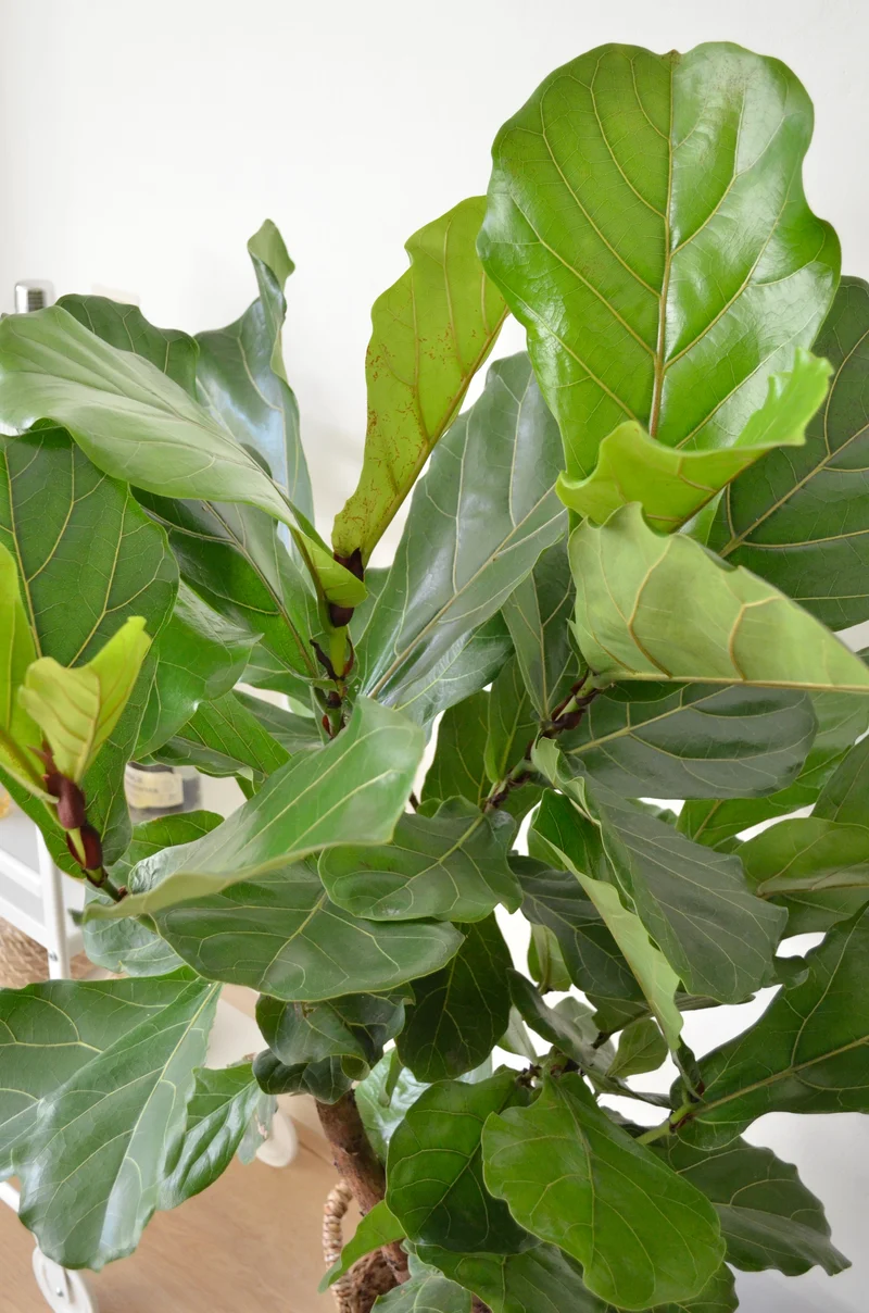 Ficus lyrata verzweigter Stamm (Geigenfeige) (L)