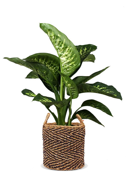 Dieffenbachia tropic snow (Schweigrohr)