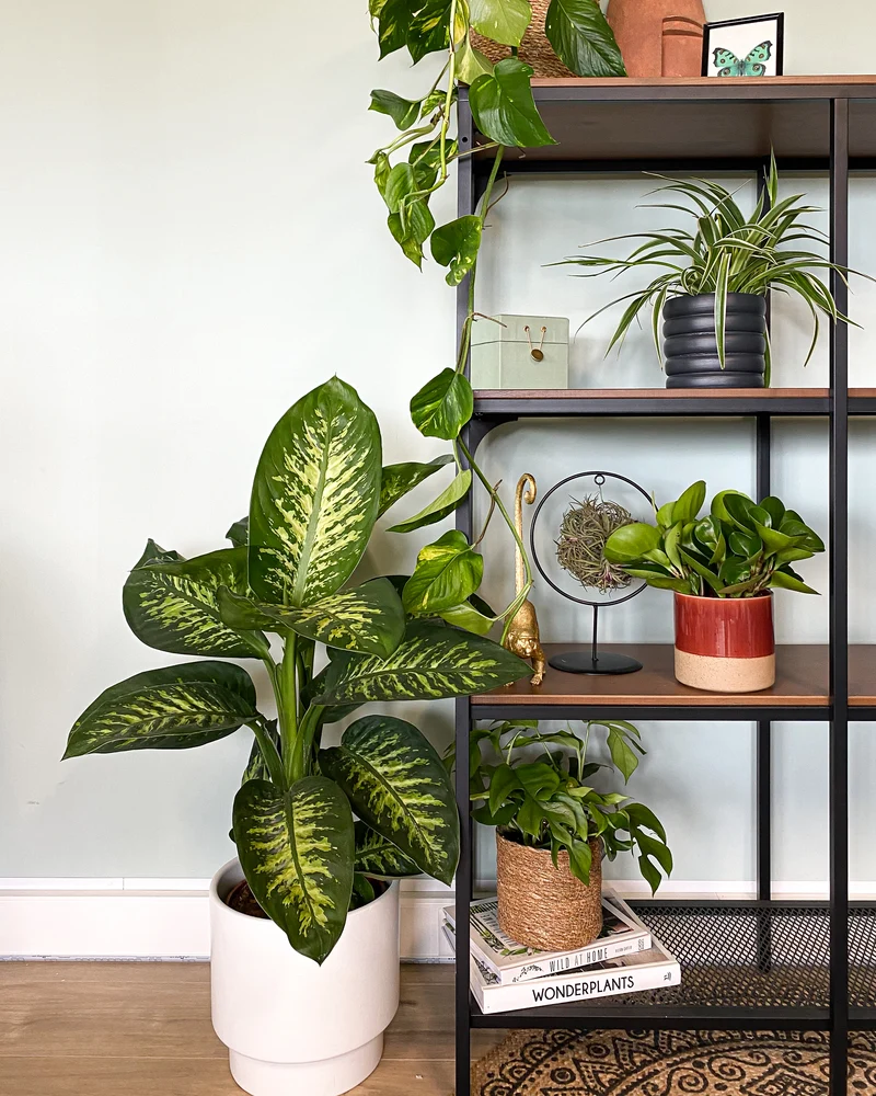 Dieffenbachia tropic snow (Schweigrohr)
