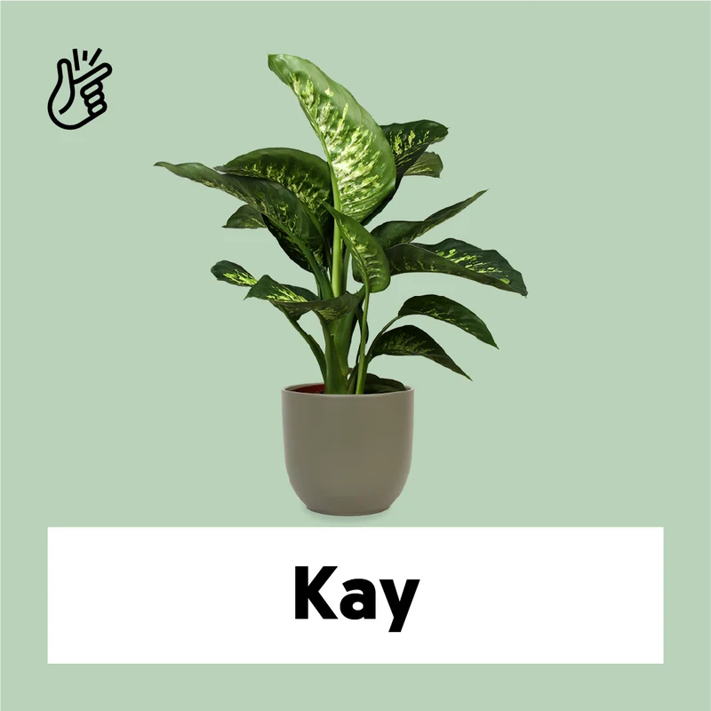 Dieffenbachia tropic snow (Schweigrohr)