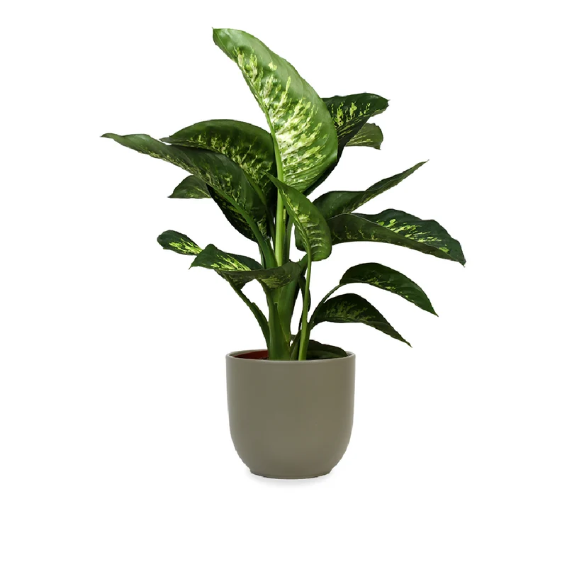 Dieffenbachia tropic snow (Schweigrohr)