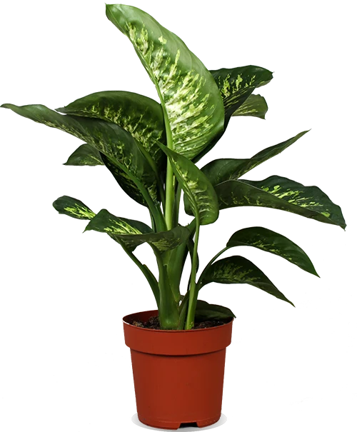 Dieffenbachia tropic snow (Schweigrohr)
