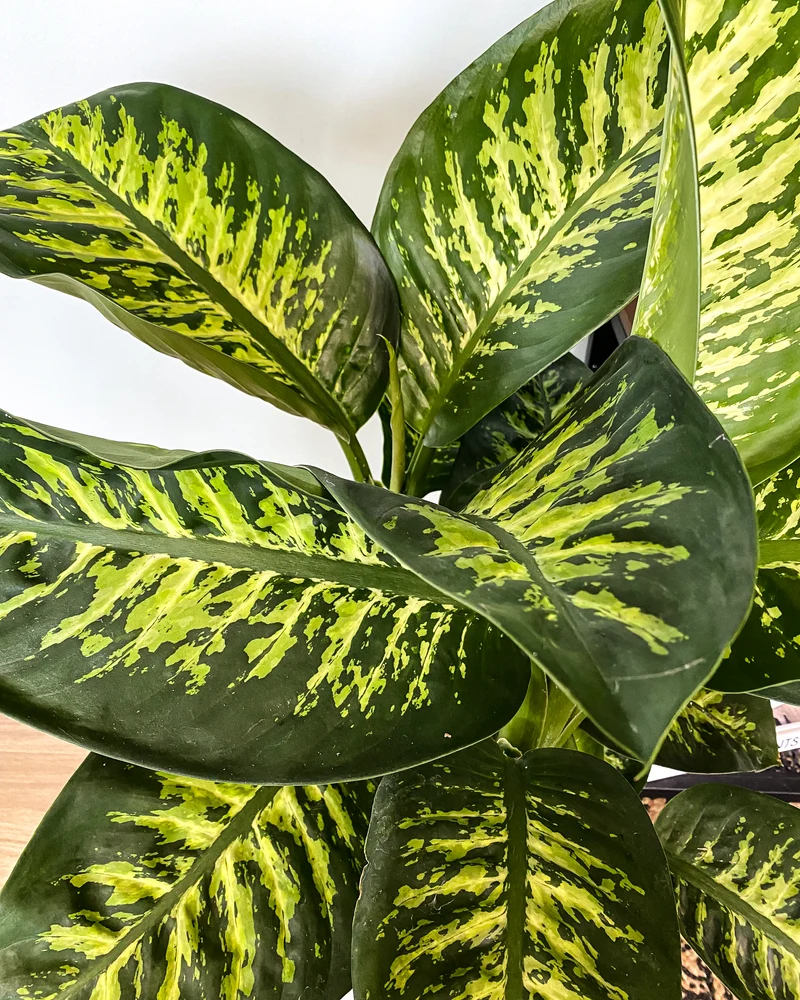 Dieffenbachia tropic snow (Schweigrohr)