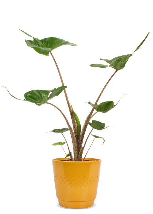 Alocasia stingray (Elefantenohr)