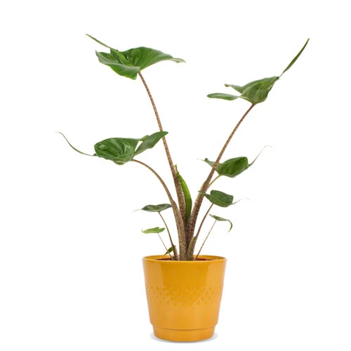 Alocasia stingray (Elefantenohr)