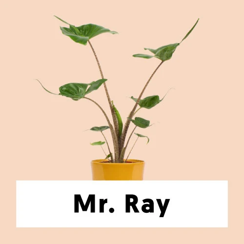Alocasia stingray (Elefantenohr)