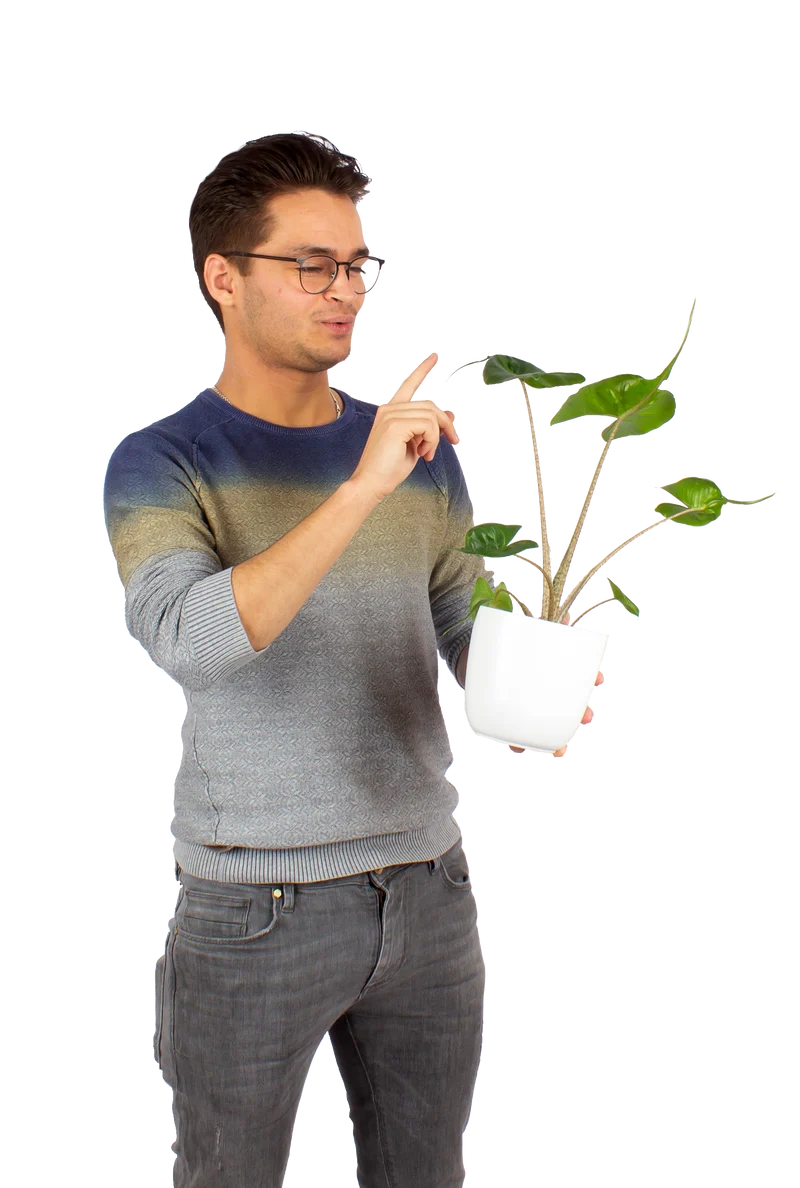 Alocasia stingray (Elefantenohr)