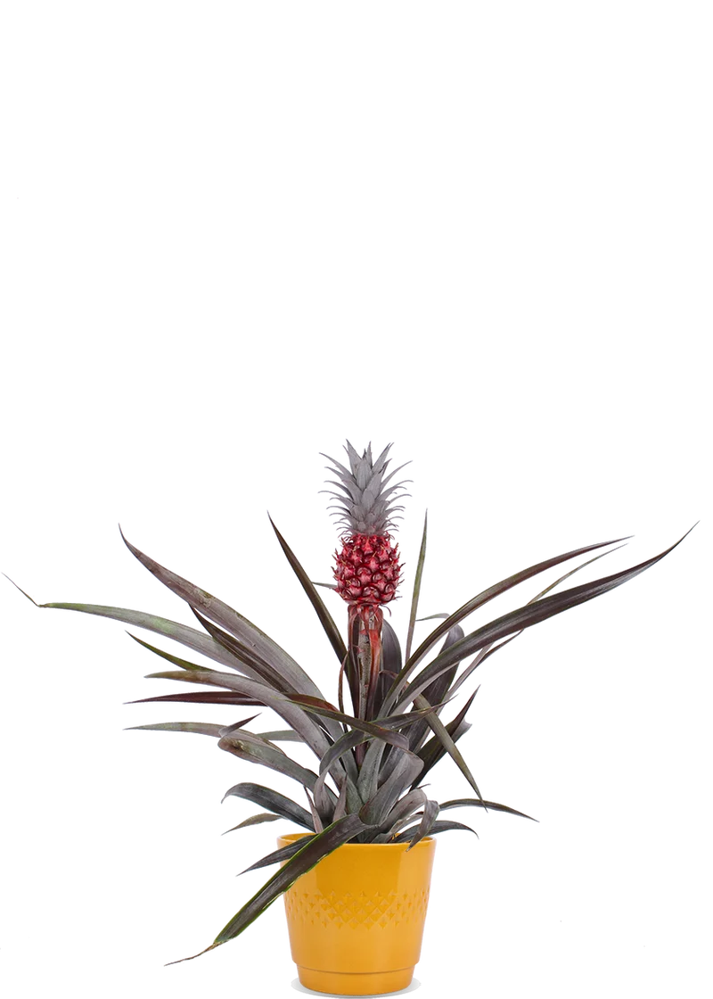 Ananas comosus "pacifico" (Ananaspflanze)