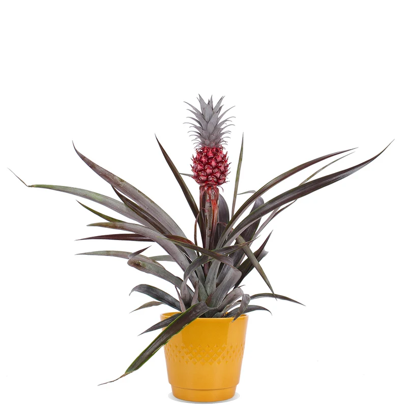 Ananas comosus "pacifico" (Ananaspflanze)