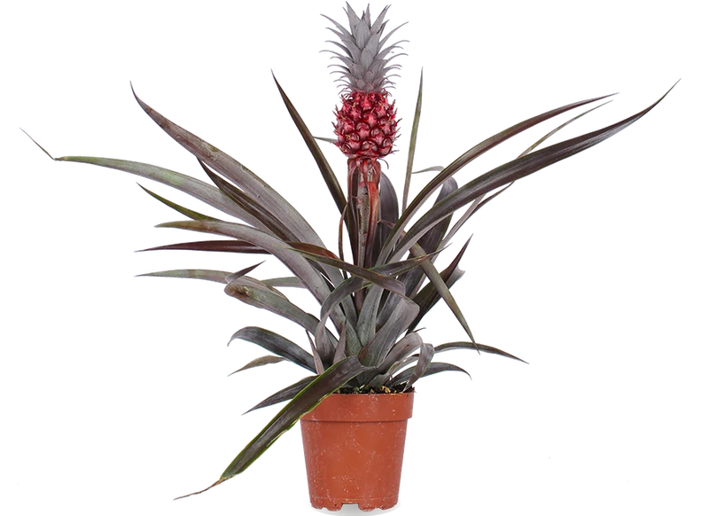 Ananas comosus "pacifico" (Ananaspflanze)