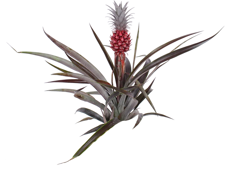 Ananas comosus "pacifico" (Ananaspflanze)