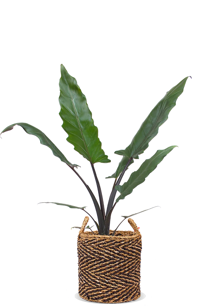 Alocasia lauterbachiana (Pfeilblatt)