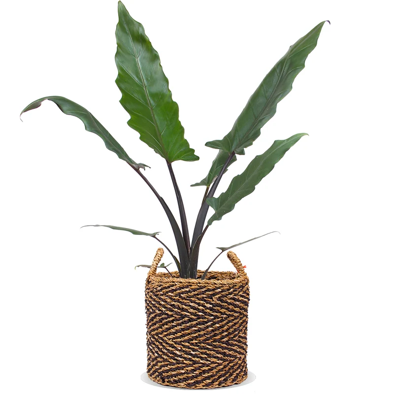 Alocasia lauterbachiana (Pfeilblatt)