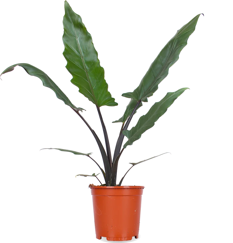 Alocasia lauterbachiana (Pfeilblatt)