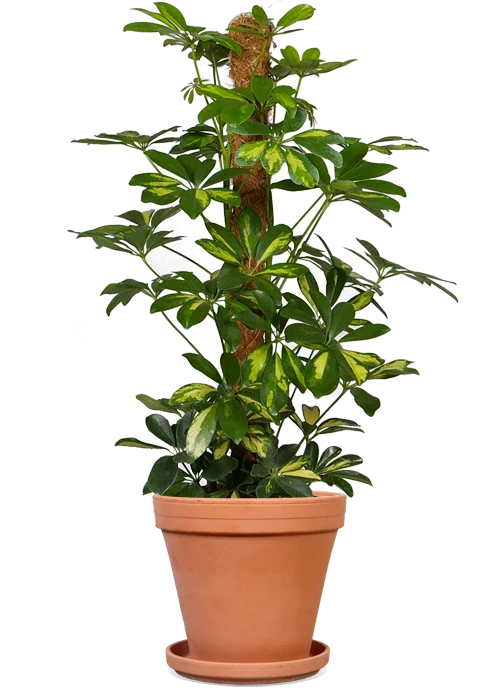 Schefflera gold capella (Strahlenaralie)