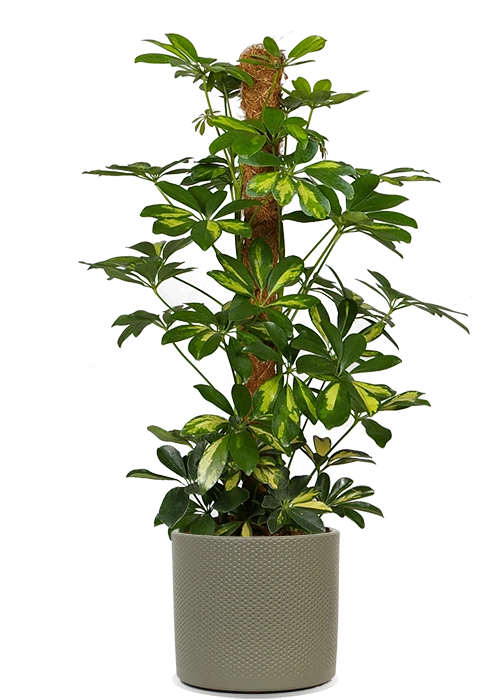 Schefflera gold capella (Strahlenaralie)