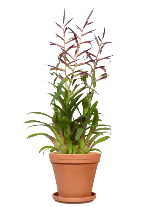 Tillandsia mora