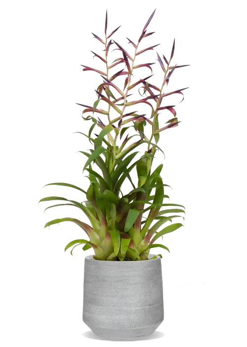Tillandsia mora