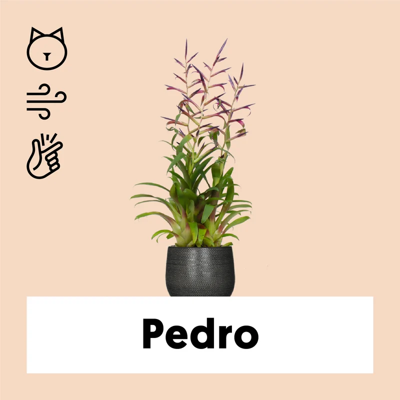 Tillandsia mora
