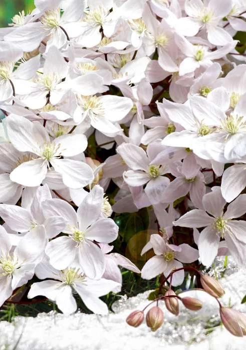 Clematis armandii (Immergrüne Waldrebe) (M)