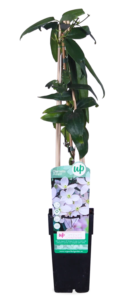 Clematis armandii (Immergrüne Waldrebe) (M)