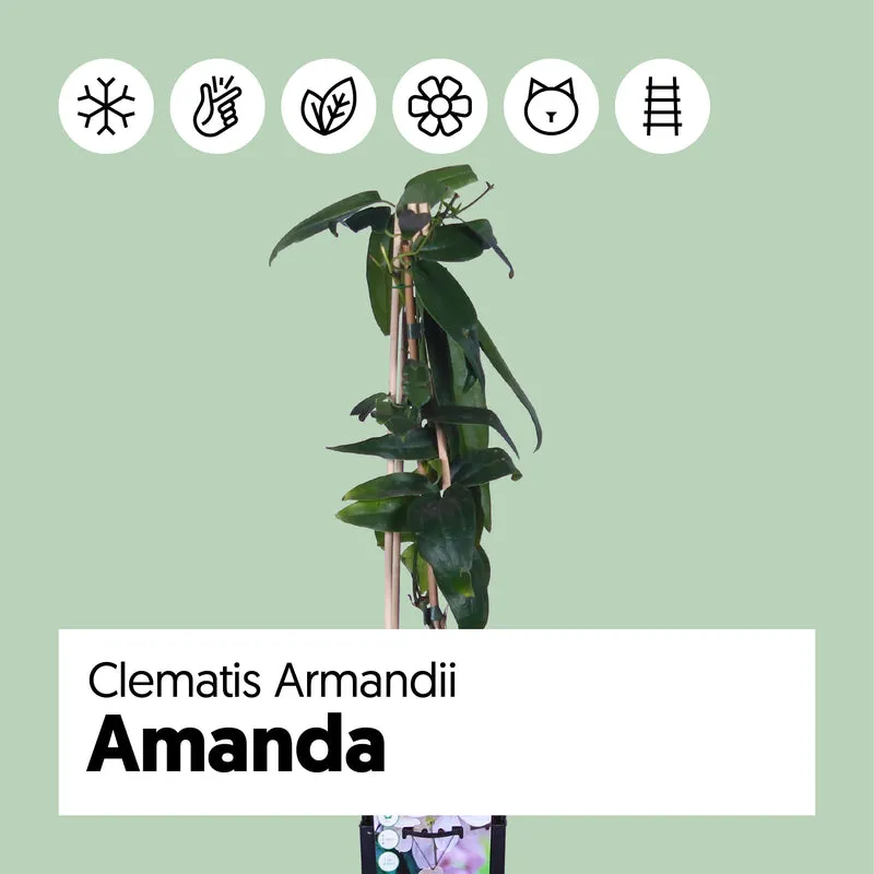 Clematis armandii (Immergrüne Waldrebe) (M)