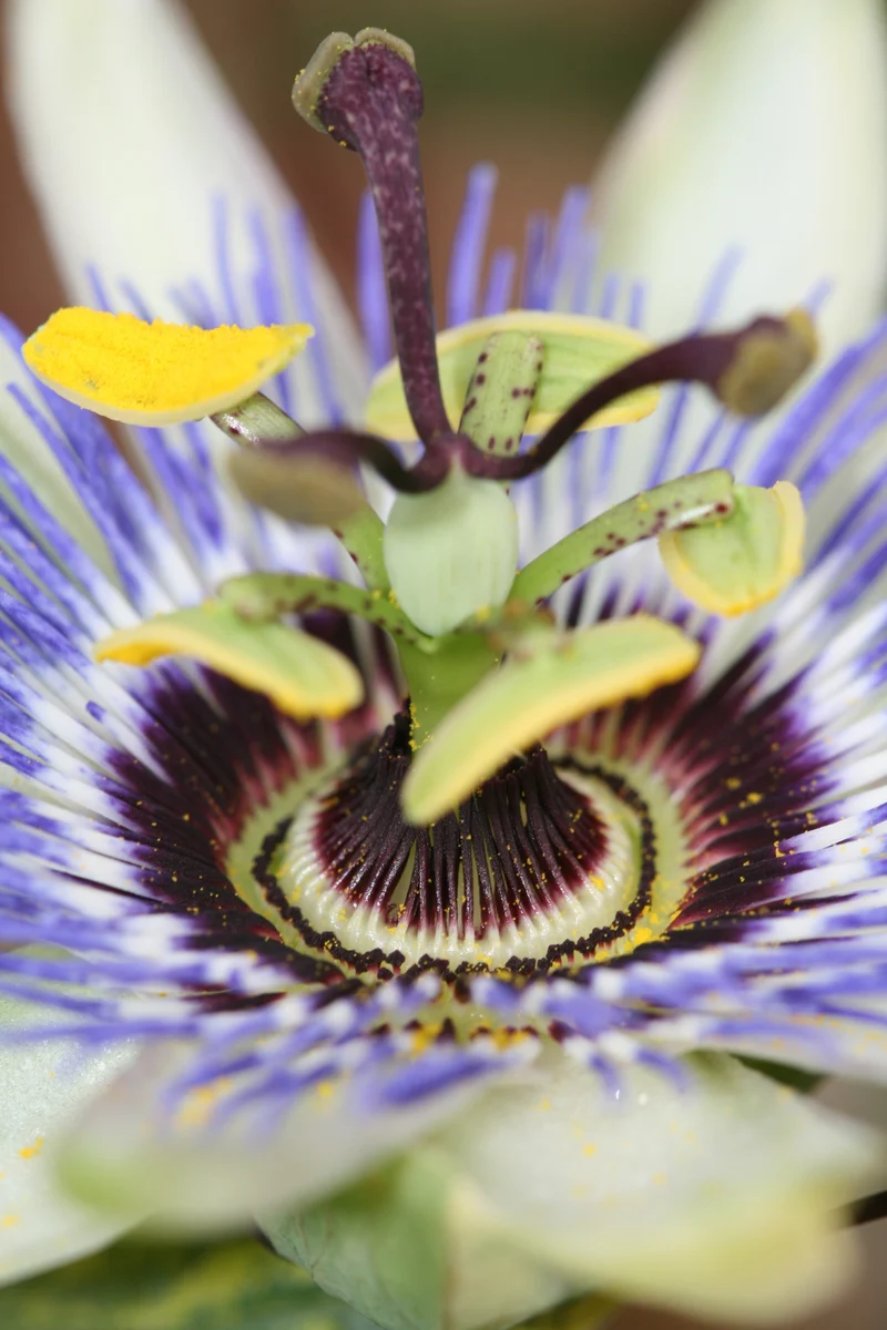 Passiflora caerulea (Passionsblume) (M)