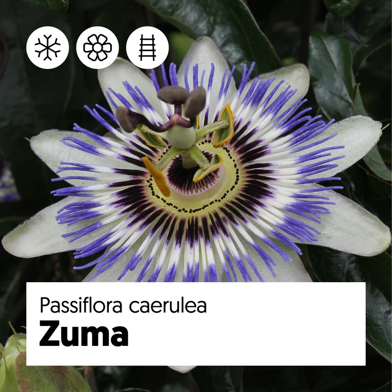 Passiflora caerulea (Passionsblume) (M)