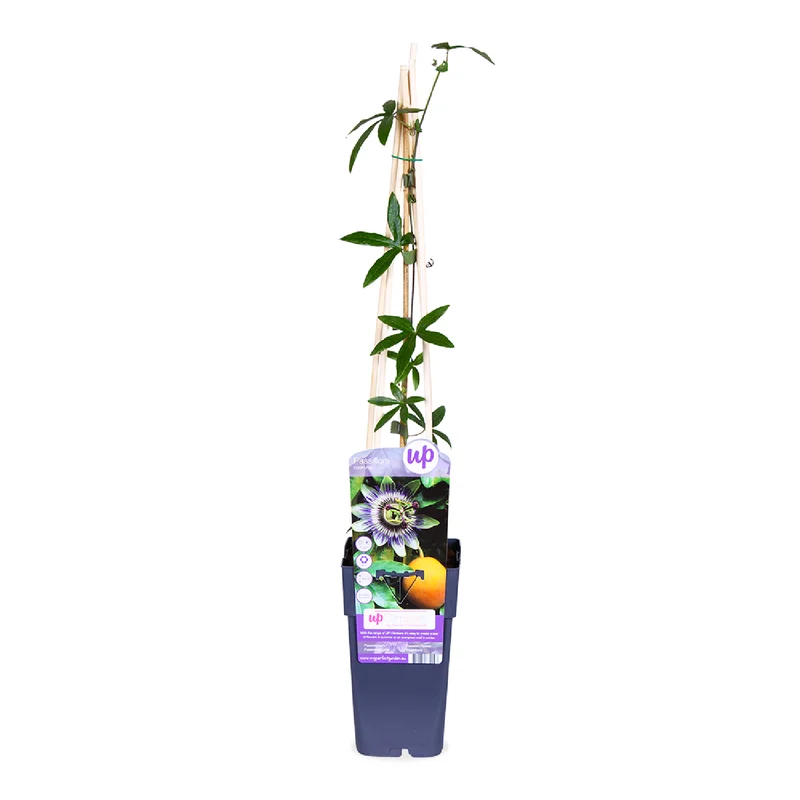 Passiflora caerulea (Passionsblume) (M)