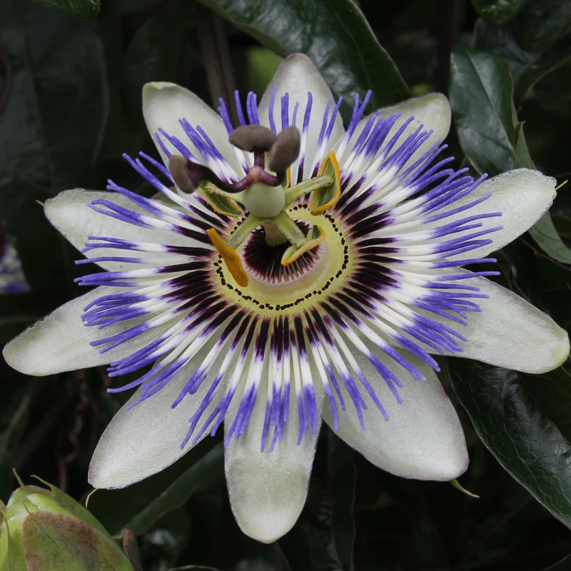 Passiflora caerulea (Passionsblume) (M)
