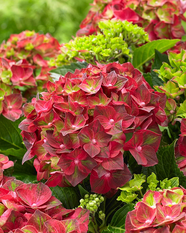 Hydrangea macrophylla "magical red" (Gartenhortensie) (S)