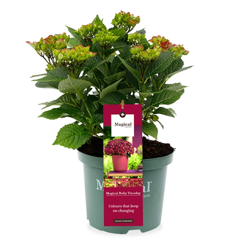 Hydrangea macrophylla "magical red" (Gartenhortensie) (S)