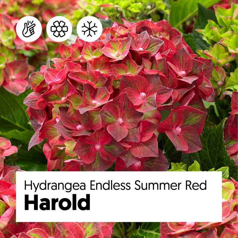Hydrangea macrophylla "magical red" (Gartenhortensie) (S)