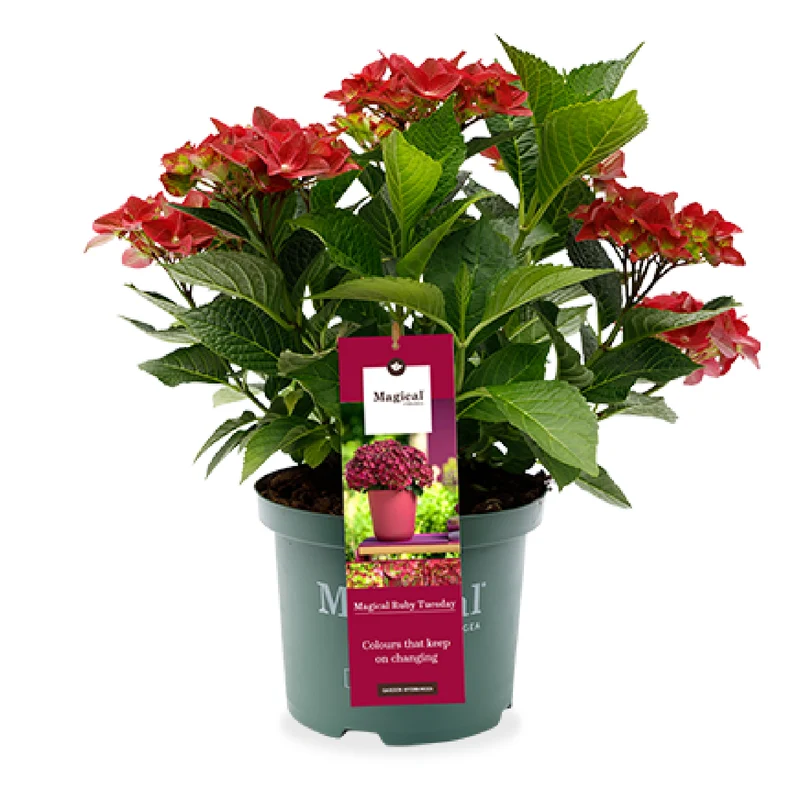 Hydrangea macrophylla "magical red" (Gartenhortensie) (S)