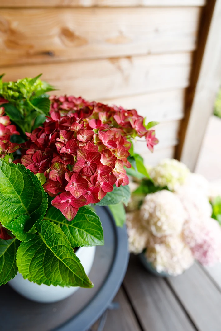 Hydrangea macrophylla "magical red" (Gartenhortensie) (S)