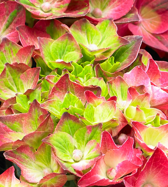 Hydrangea macrophylla "magical red" (Gartenhortensie) (S)