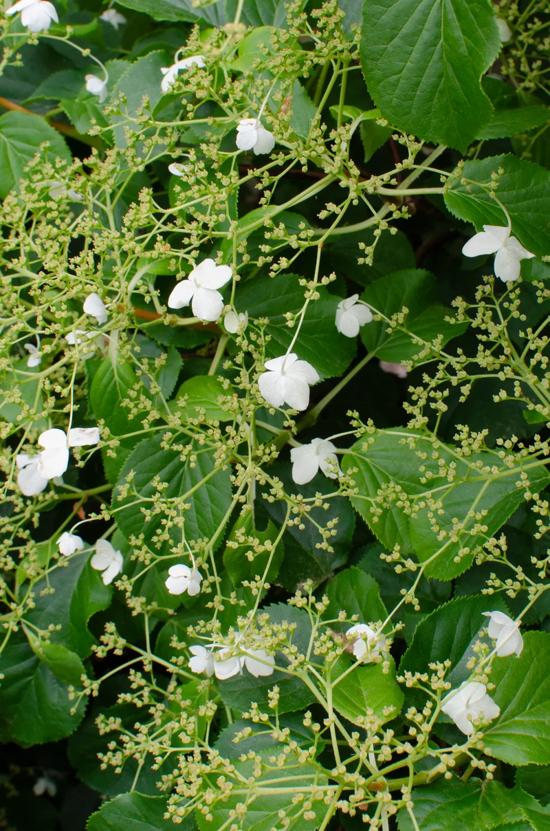 Hydrangea petiolaris (Kletterhortensie) (M)