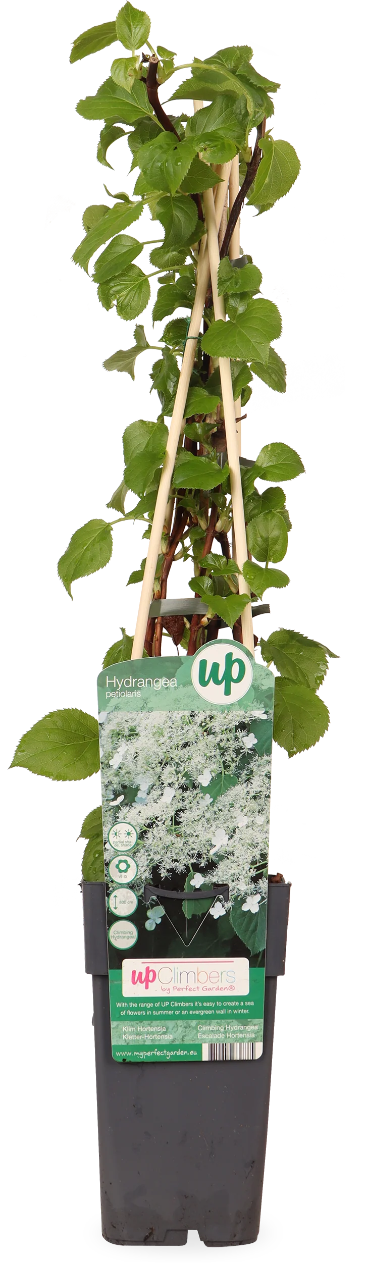 Hydrangea petiolaris (Kletterhortensie) (M)