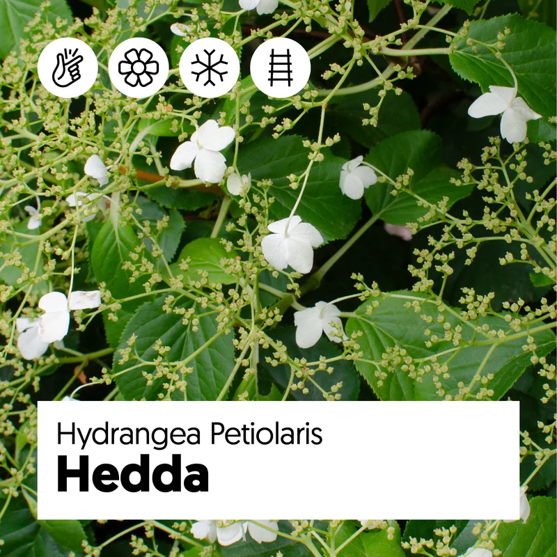 Hydrangea petiolaris (Kletterhortensie) (M)