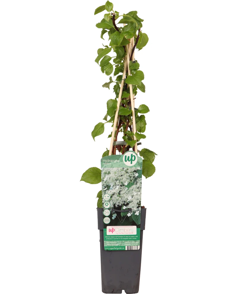 Hydrangea petiolaris (Kletterhortensie) (M)