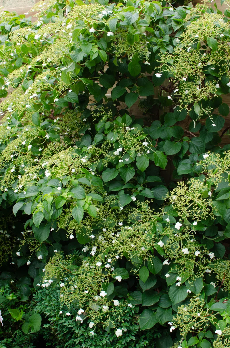 Hydrangea petiolaris (Kletterhortensie) (M)