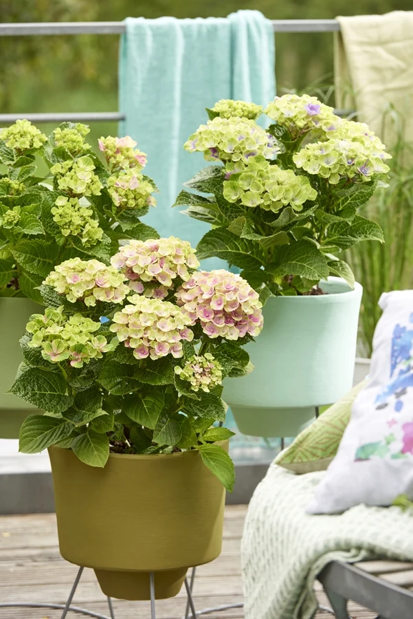 Hydrangea macrophylla "magical pink" (Gartenhortensie) (S)