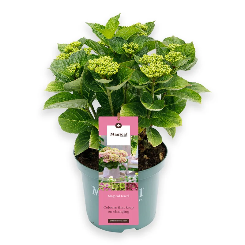 Hydrangea macrophylla "magical pink" (Gartenhortensie) (S)