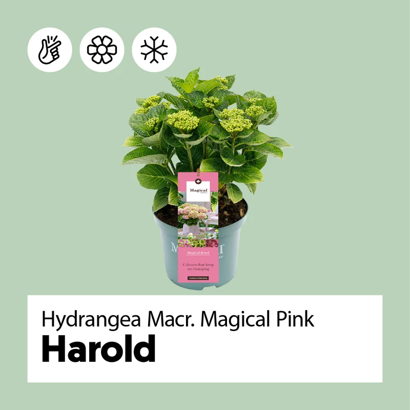 Hydrangea macrophylla "magical pink" (Gartenhortensie) (S)